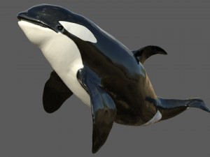 killer whale rigged Modèle 3D