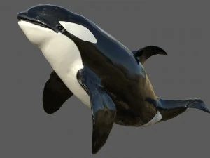 killer whale rigged 3D Model