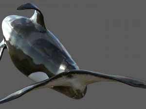 killer whale rigged 3D Model