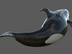 killer whale rigged Modèle 3D
