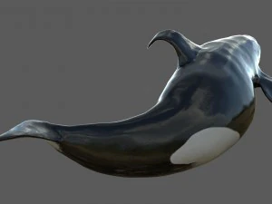 killer whale rigged 3D Model