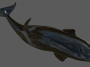 killer whale rigged Modèle 3D