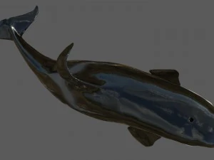 killer whale rigged 3D Model
