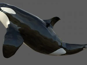 killer whale rigged 3D Model