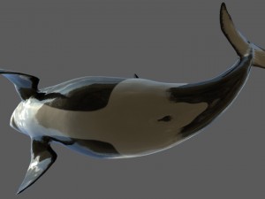 killer whale rigged Modèle 3D