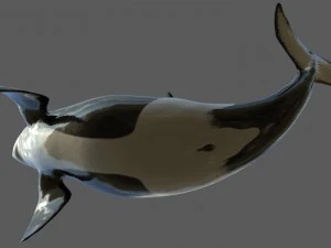 killer whale rigged 3D Model