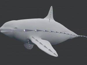 killer whale rigged 3D Model