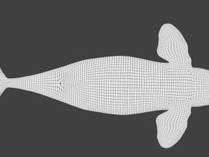 killer whale rigged Modèle 3D