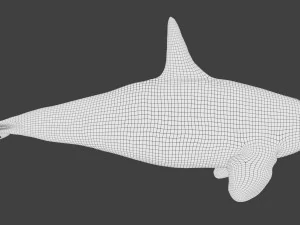 killer whale rigged 3D Model