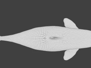 killer whale rigged 3D Model
