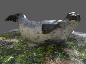 common seal rigged 3D Model