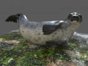common seal rigged 3D Model