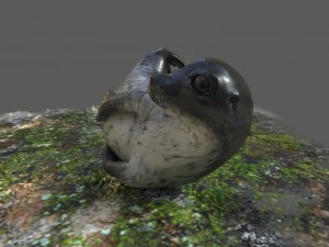 common seal rigged 3D Model