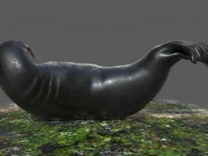common seal rigged 3D Model
