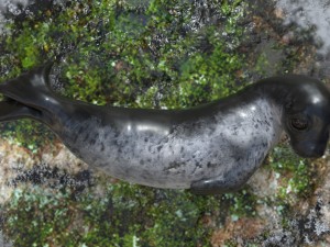 common seal rigged 3D Model