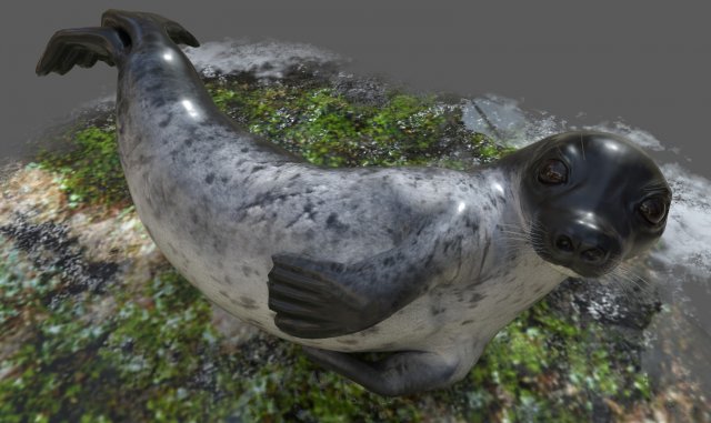 common seal rigged 3D Model .c4d .max .obj .3ds .fbx .stl .blend 