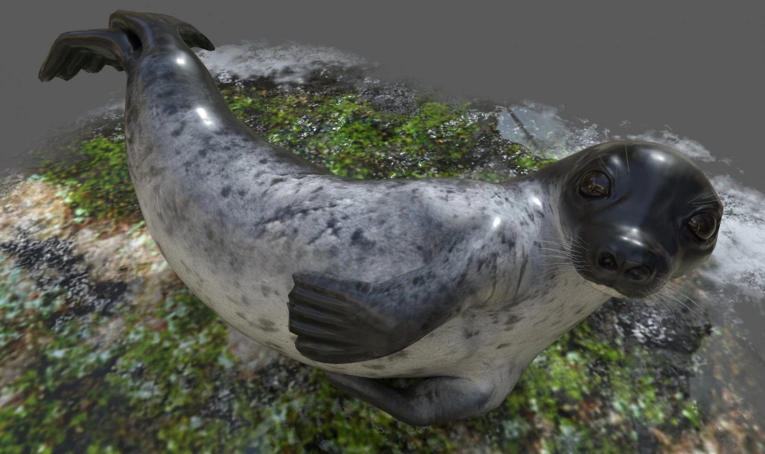 common seal rigged 3D Model .c4d .max .obj .3ds .fbx .stl .blend