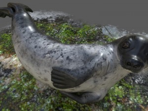 common seal rigged 3D Model