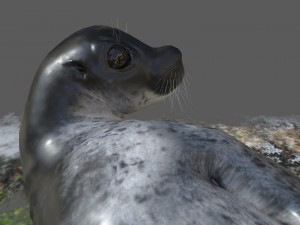 common seal rigged 3D Model