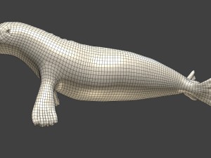common seal rigged 3D Model
