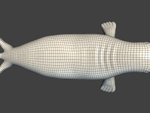 common seal rigged 3D Model