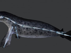 common seal rigged 3D Model