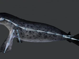 common seal rigged 3D Model
