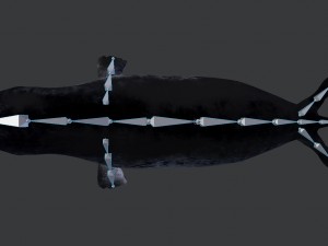 common seal rigged 3D Model