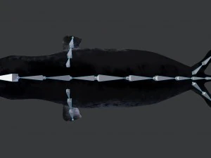 common seal rigged 3D Model
