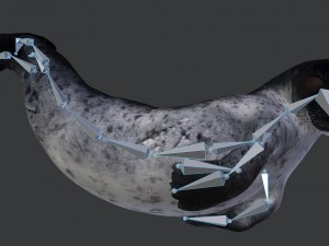 common seal rigged 3D Model