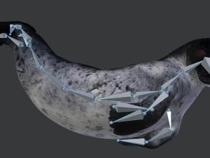 common seal rigged 3D Model