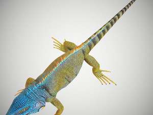 american iguana 3Dモデル