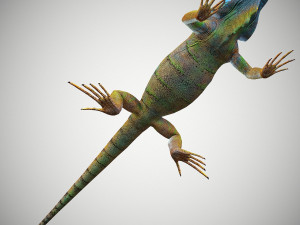american iguana 3Dモデル