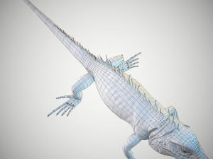 american iguana 3Dモデル