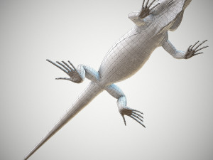 american iguana 3Dモデル