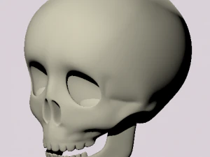 schedel 3D Model