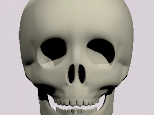 skull 3D Model