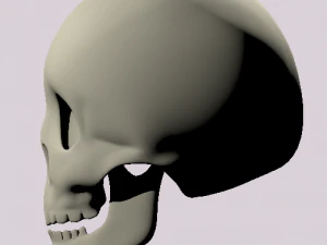skull 3D Model