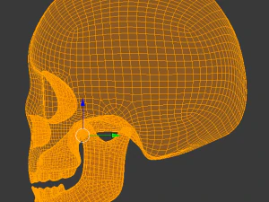 skull 3D Model