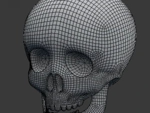 skull 3D Model