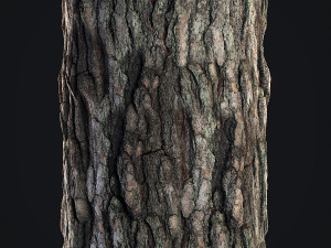 Pine Bark 4K CG 纹理