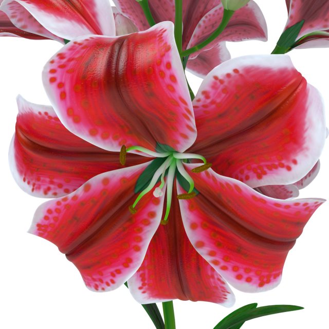 lily tiger pink 3D Model .c4d .max .obj .3ds .fbx .stl .blend 