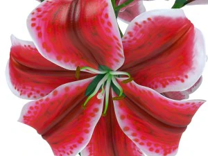 lilia tygrysia r&oacute;żowa Model 3D