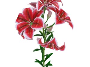 lily tiger pink 3D Model