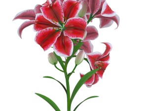 lily tiger pink 3D Model