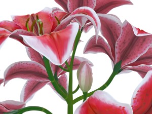 lily tiger pink 3D Model