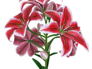 lily tiger pink 3D Model