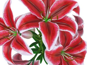 lily tiger pink 3D Model