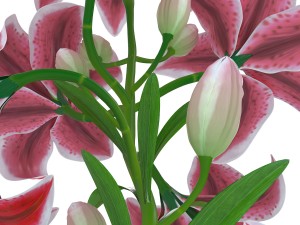 lily tiger pink 3D Model