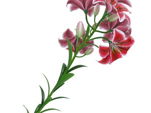 lily tiger pink 3D Model